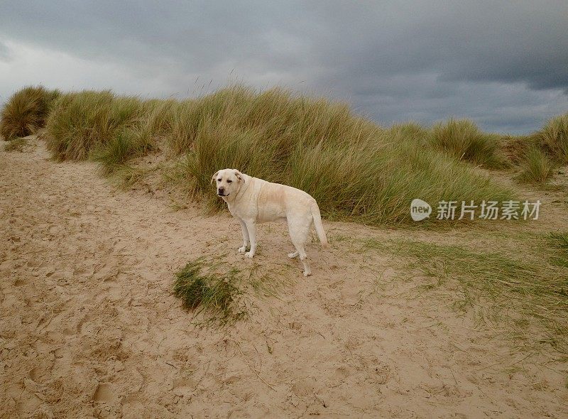 海滩上的拉布拉多寻回犬