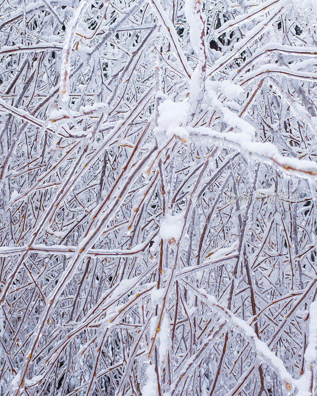 树枝上结了冰