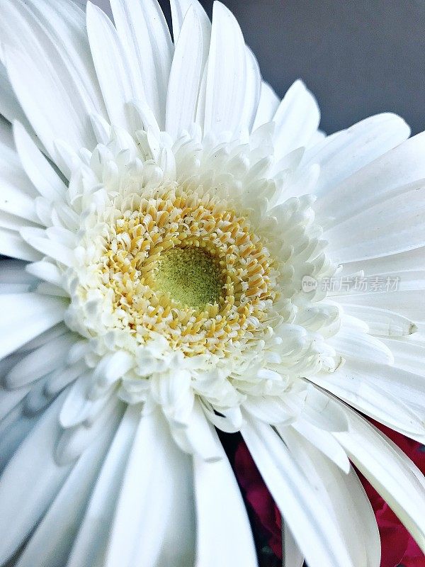 白色的雏菊非洲菊