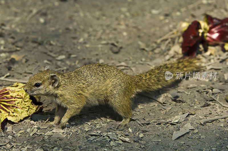 史密斯的丛林松鼠，也被称为黄脚松鼠或树松鼠，是一种非洲丛林松鼠。丘比国家公园，博茨瓦纳，啮齿目，山鼠科