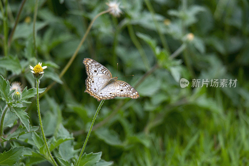 花坛上的蝴蝶。