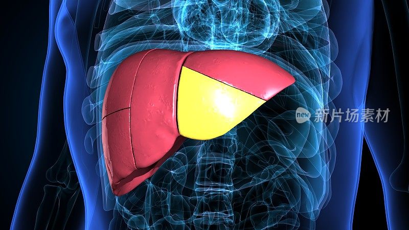 人体内部消化器官肝脏解剖的3D插图