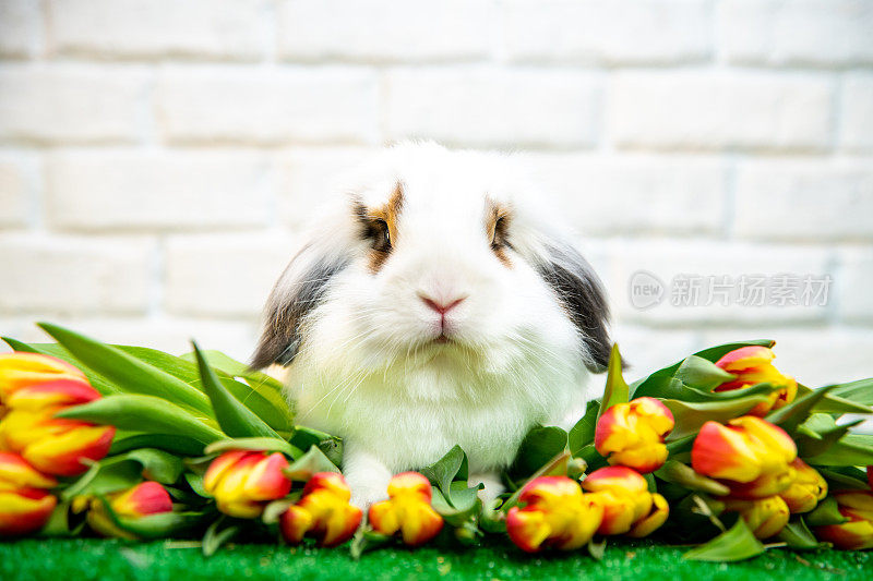 一只棕色耳朵的白色兔子坐在郁金香上的肖像。