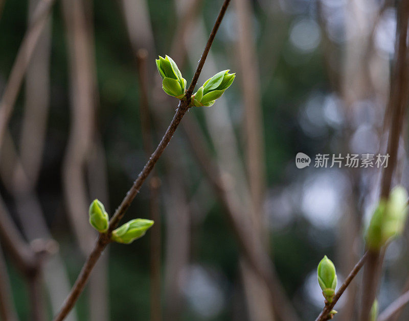 树在春天发芽