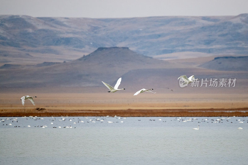 天鹅飞离冰冻湖野生动物管理区