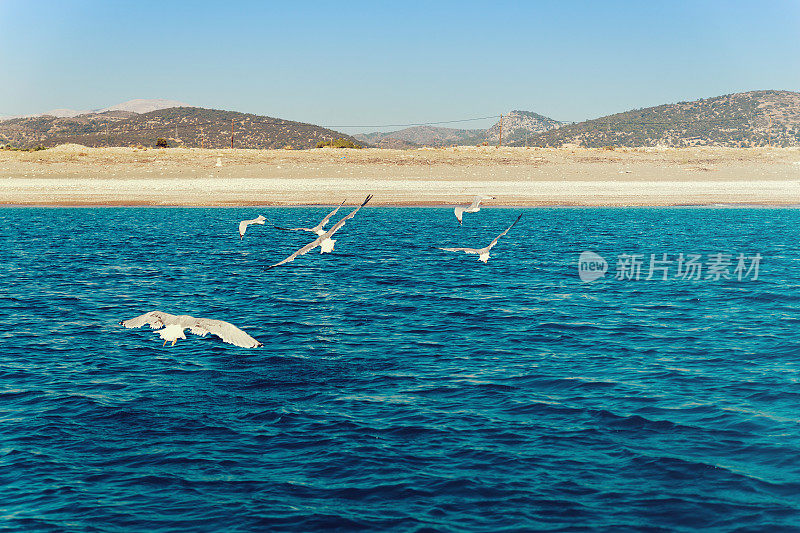 希腊查拉基，海鸥飞过爱琴海