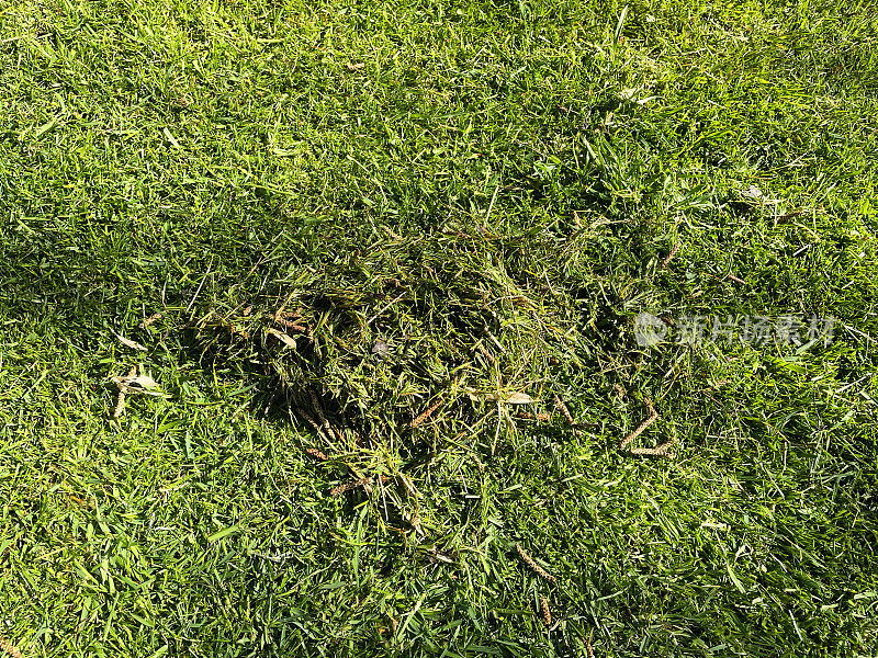 全框形象的绿草草坪维护在立春，堆茅草和苔藓从scarking和耙草，高架的看法