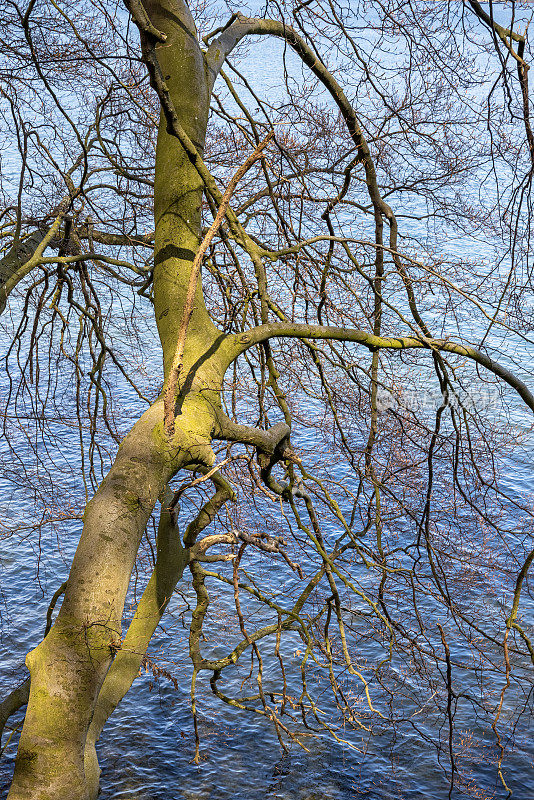 一棵早春的山毛榉树，背景中有一个湖