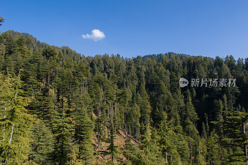 在喜马偕尔邦，印度清晰的山谷雪松(喜马拉雅雪松)的风景。