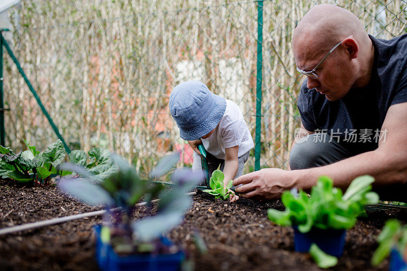小男孩和他的父亲在菜地里种了一株植物