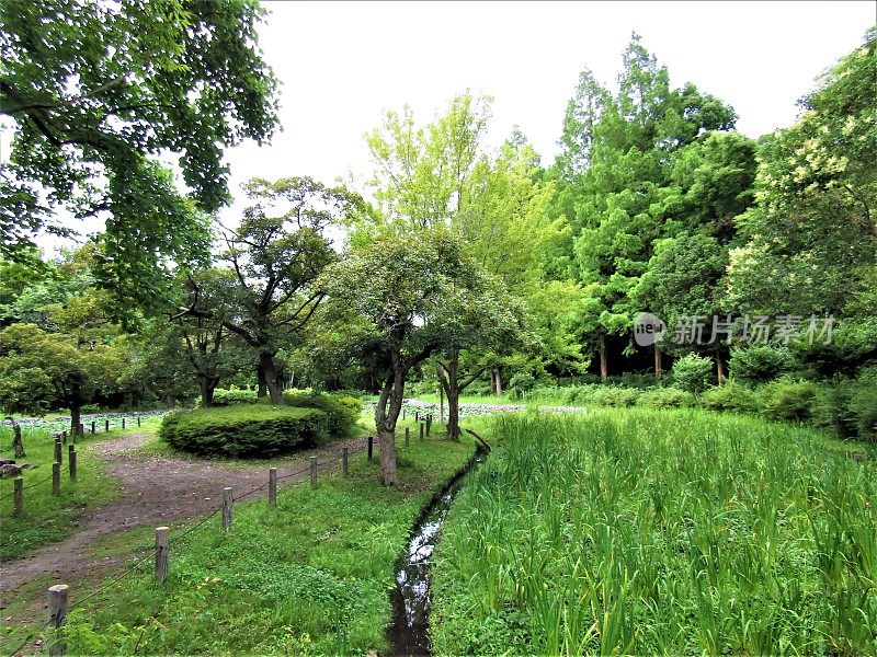 日本。七月天气晴朗。公园里有一条小溪。