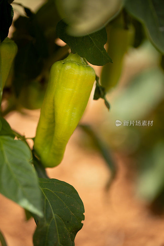 特写一株植物和绿色的未成熟的白胡椒