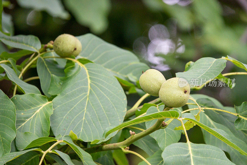 绿色未成熟的核桃果