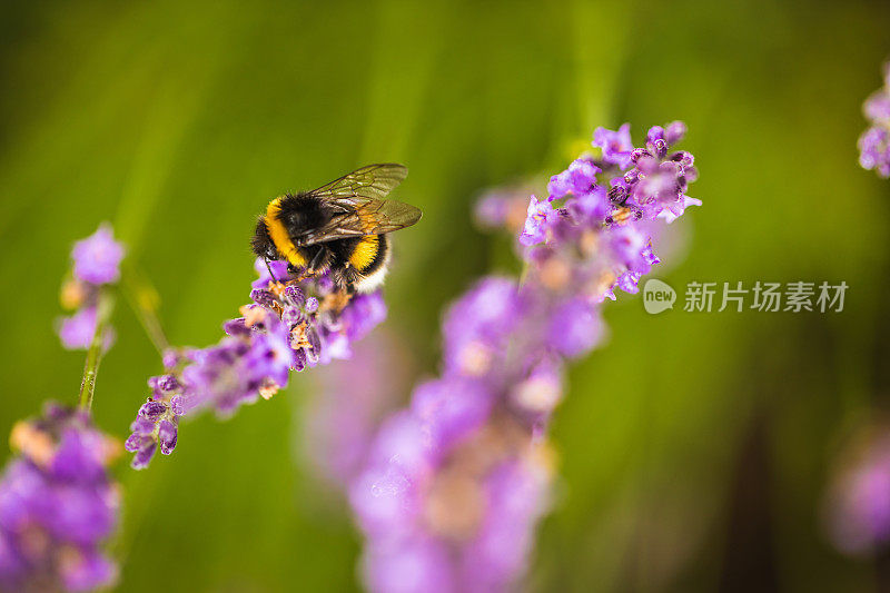 大黄蜂从薰衣草中采集花蜜