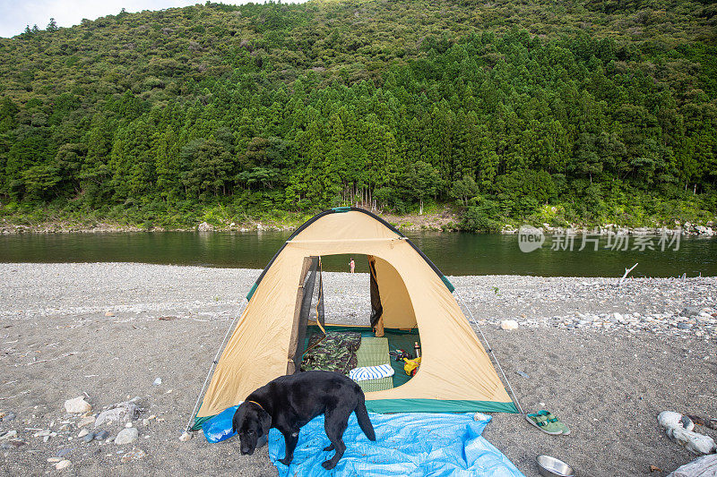 黑色拉布拉多犬，在湖边的山上搭着野营帐篷