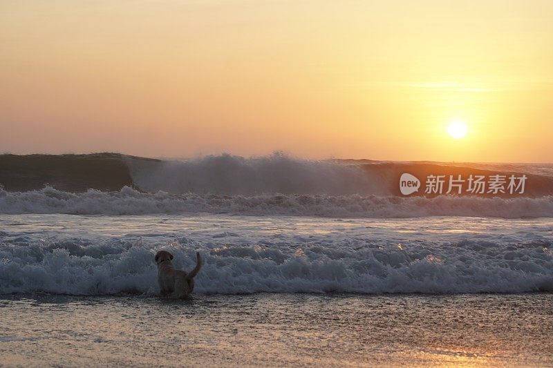 日落时狗在海滩上玩耍