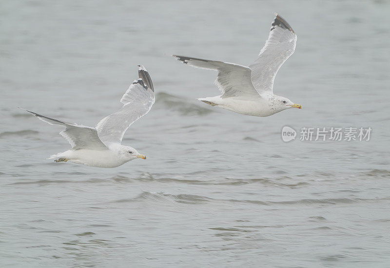 一对飞翔的海鸥