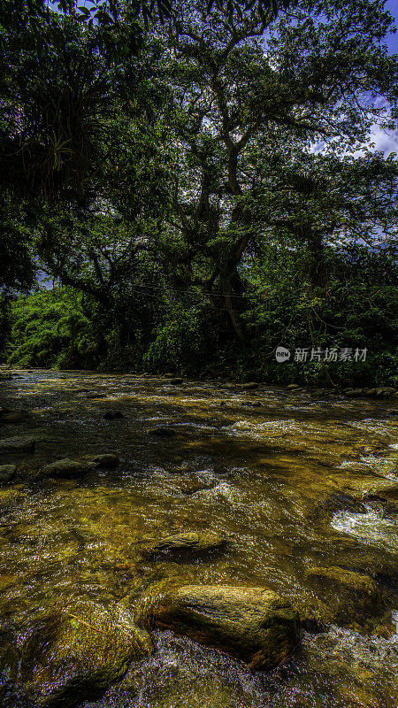 南美洲雨林中的一条河