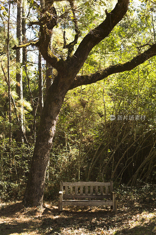 在树木繁茂的地区，一张大橡树下的旧木凳。