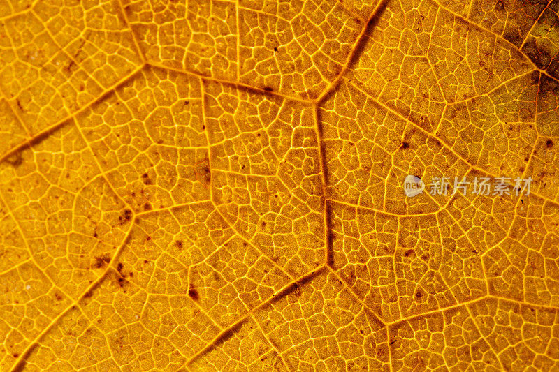 背光模式的脉和传导细胞木质部和韧皮部秋橙叶