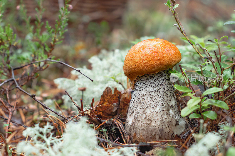 小橘帽的牛肝菌在苔藓在秋天森林关闭