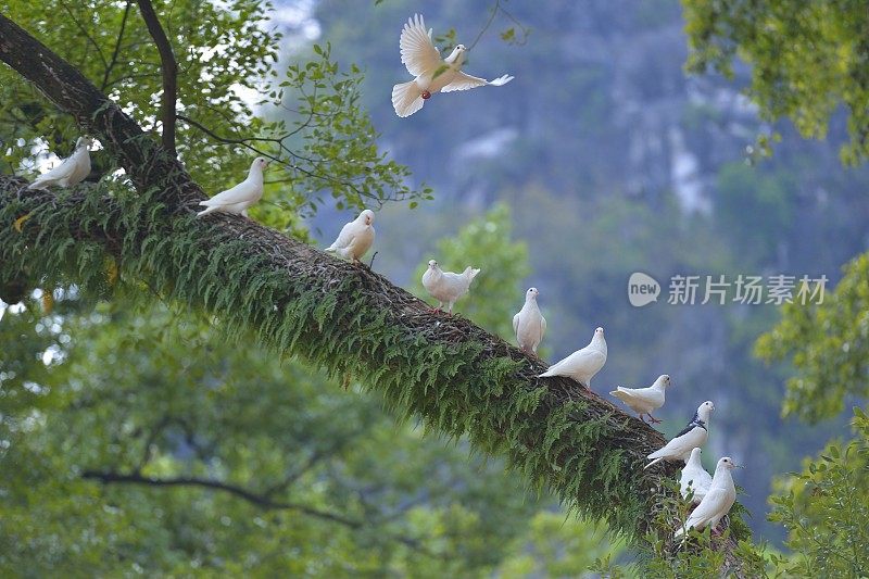 在树林里飞翔的鸽子