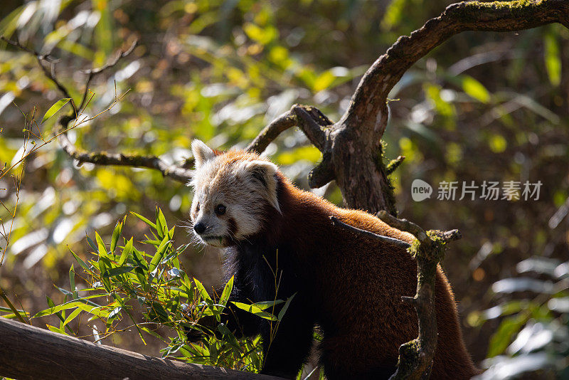 小熊猫主要以竹子和其他植物为食。像真正的拇指一样工作的腕骨延伸形成了第六根手指。