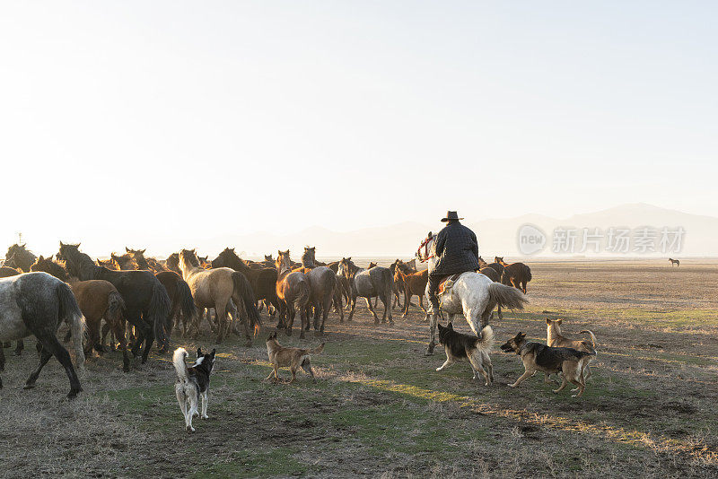 狗和牧马人追逐野马群的背景