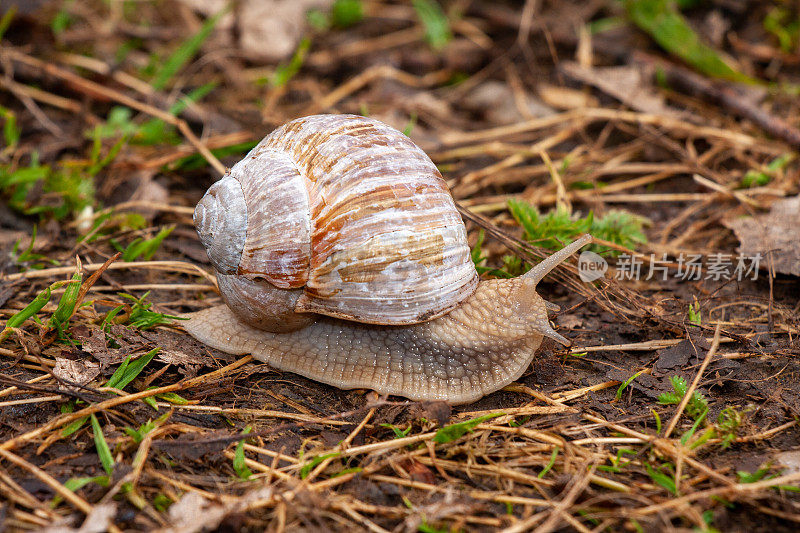 可食用的蜗牛或螺旋pomatia