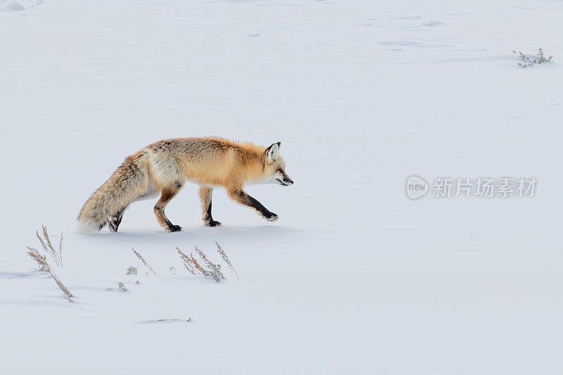 红狐狸在觅食