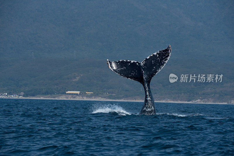 在一个阳光明媚的日子里，座头鲸尾巴上的吸虫在墨西哥哈利斯科港附近的班德拉斯湾