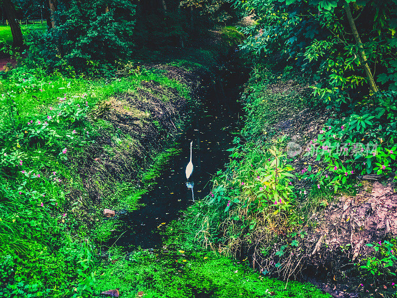 一只白鹭在小溪边觅食。