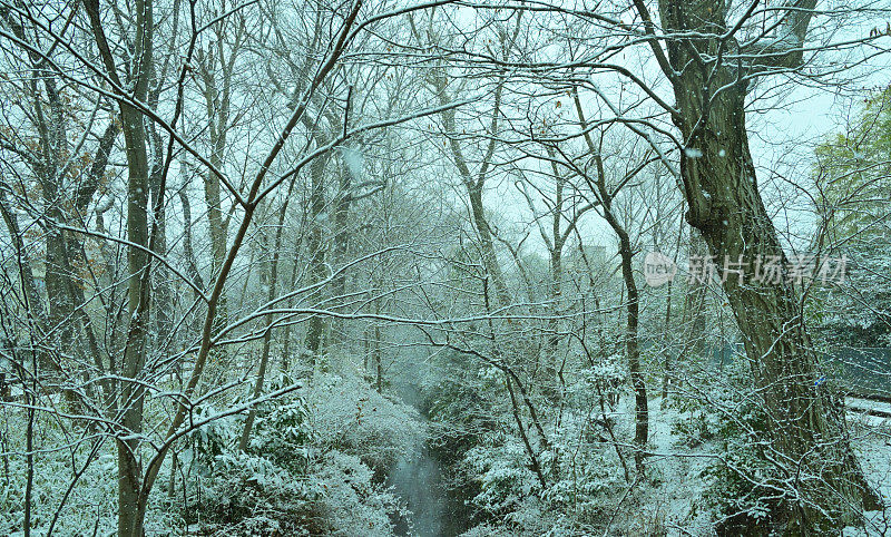 雪弯树，Tamagawajosui，日本东京(2022年1月)