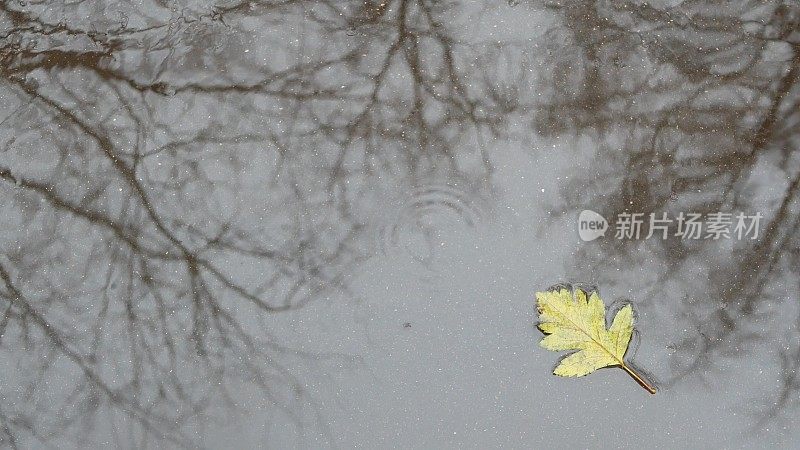 黄色的秋天落下的橡树叶，灰色的沥青路上的水洼。秋天光秃秃的无叶树