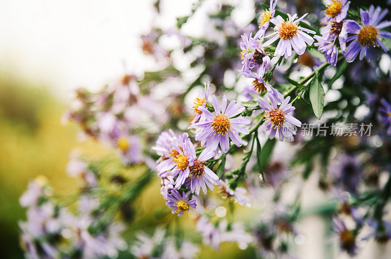 春花特写照片。