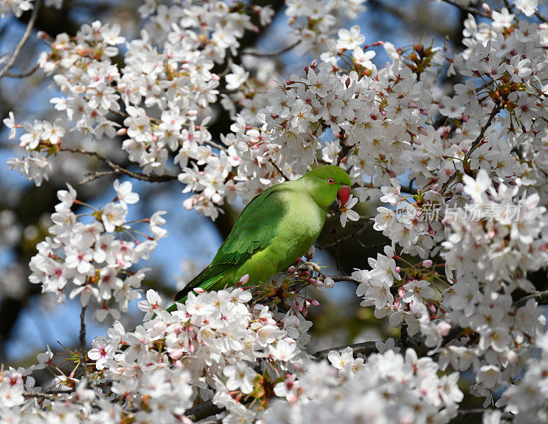 花贼