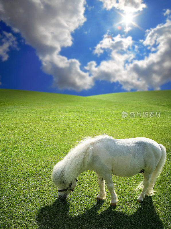 小马在绿草如茵的景观