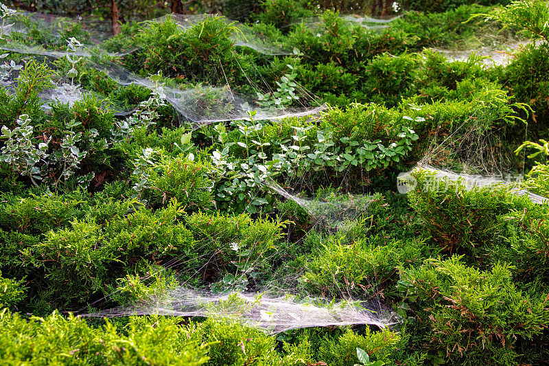 灌木上的蜘蛛网，一棵普通的刺柏灌木上布满了蜘蛛网
