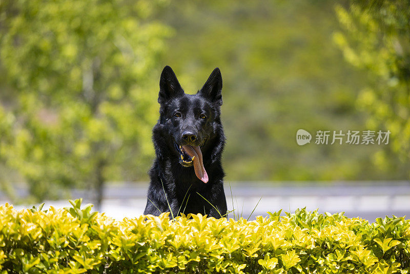 黑色德国牧羊犬坐在草地上