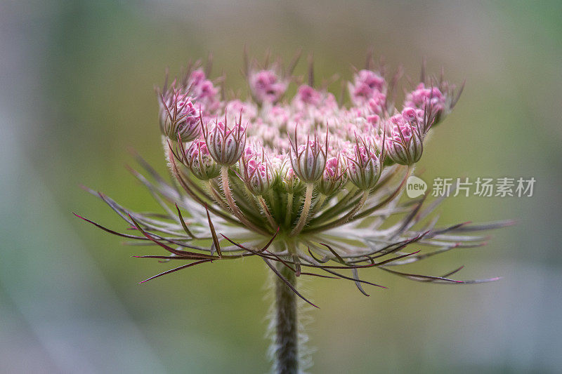 盛开的野花