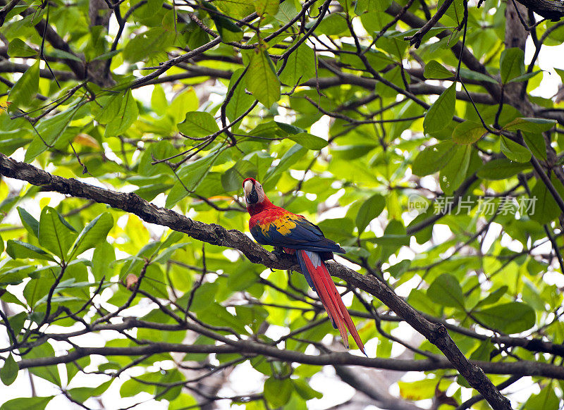栖息在哥斯达黎加的外来物种之一的红金刚鹦鹉
