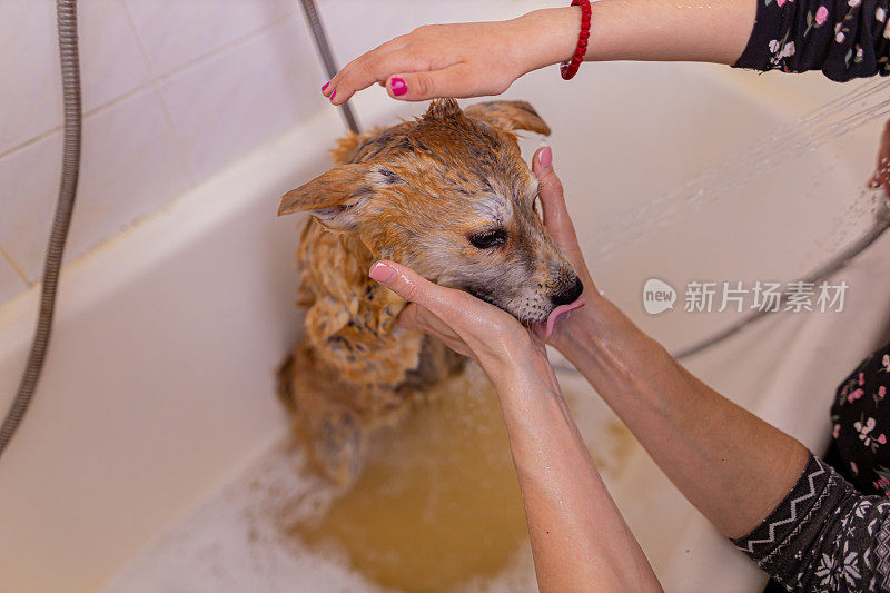 宠物的爱和照顾。清洁秋田幼犬。