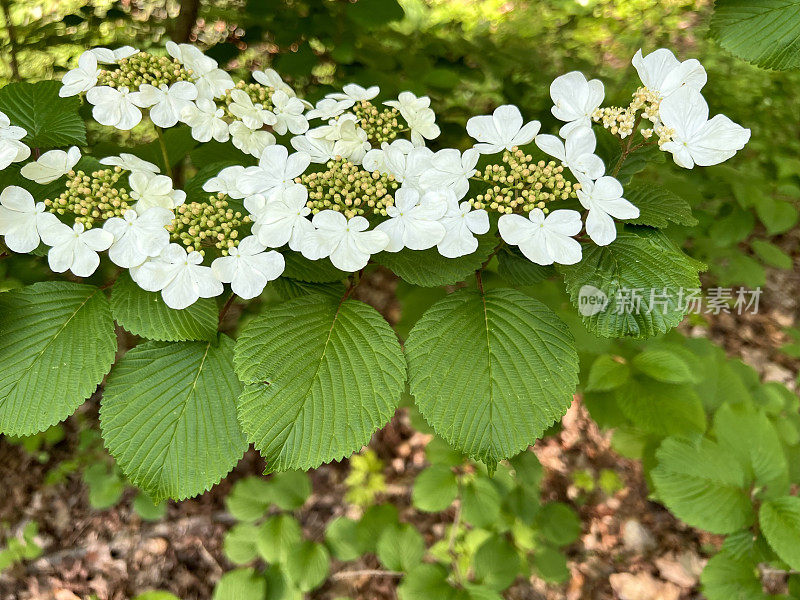 树林里盛开的荚蒾