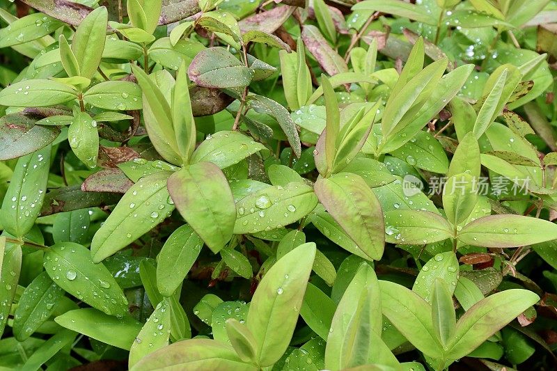 地上覆盖植物的晨雨