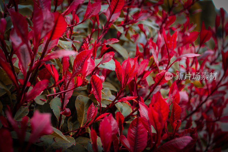 红色photinia