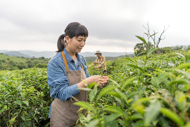 两个亚洲农民在茶园里检查茶叶的生长情况