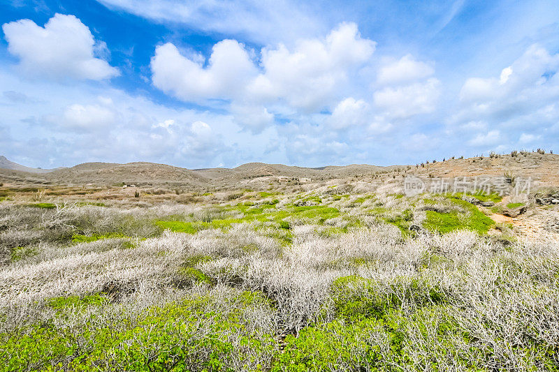 干的灌木和遥远的山curaçao