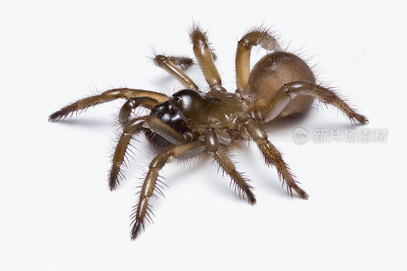 棕色地板门蜘蛛——特写的极深景深