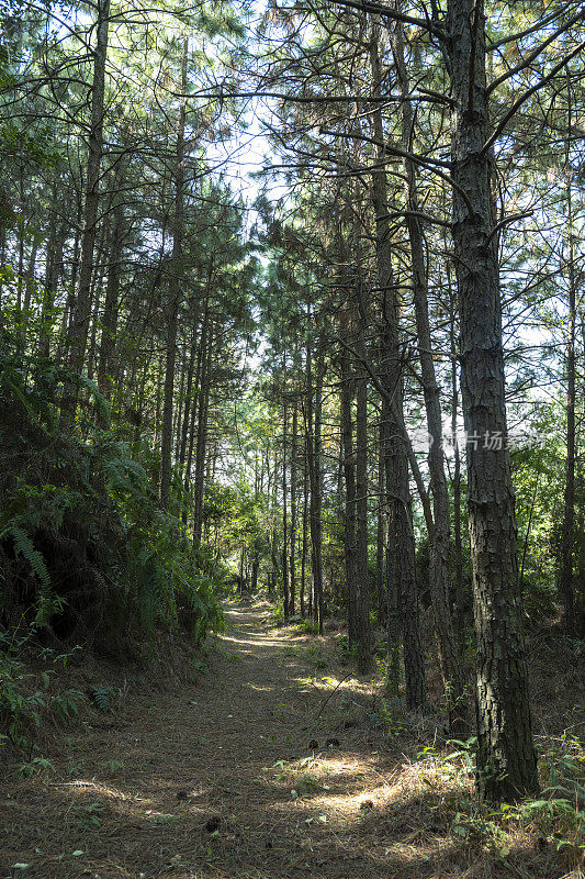 山间土路旁的松林