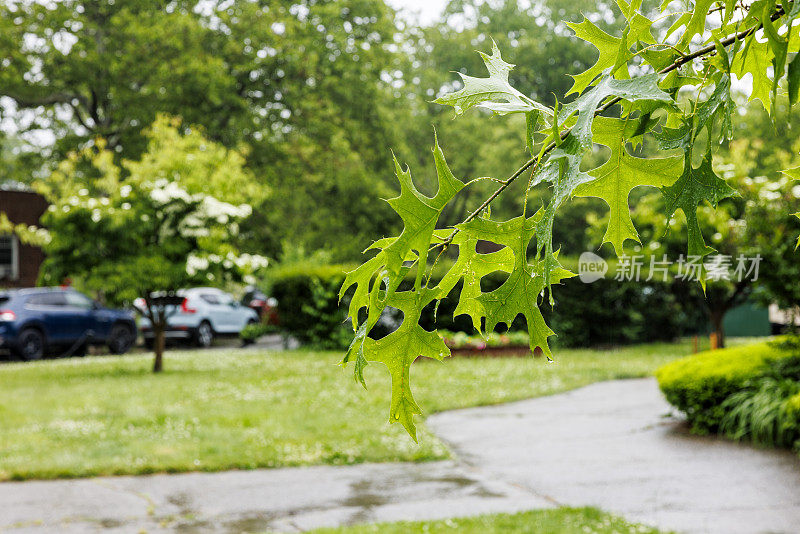 住宅区的夏雨。聚焦在树叶上，社区模糊在背景中。